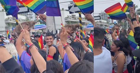 Perro Gay Ovacionan A Un Canino En Marcha Lgbt De Guadalajara Infobae