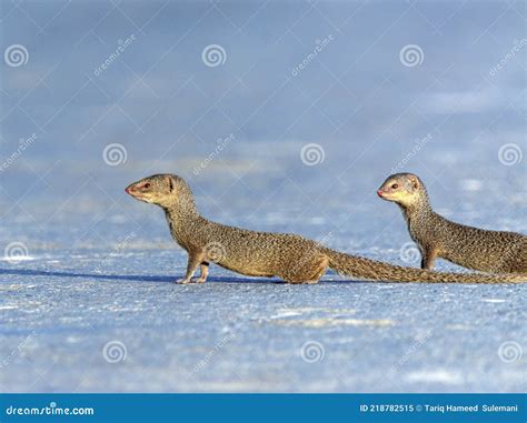 Indian Grey Mongoose In The Wildlife Areas Of Pakistan Stock Image