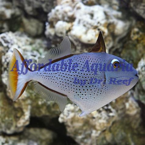 Red Tail Triggerfish Affordable Aquaria