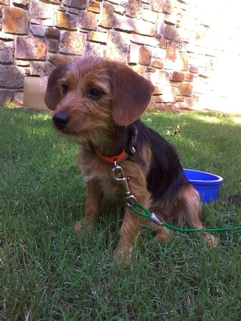 21 Best Yorkie Dachshund Mix Aka Dorkie Images On Pinterest Doggies