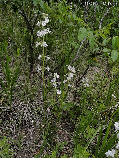 Penstemon Albidus White Beardtongue Minnesota Wildflowers