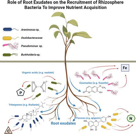 The Rhizosphere Microbiome Plantmicrobial Interactions For Resource