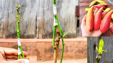 Mango Grafting New Technique How To Graft Mango Tree Grafting Mango