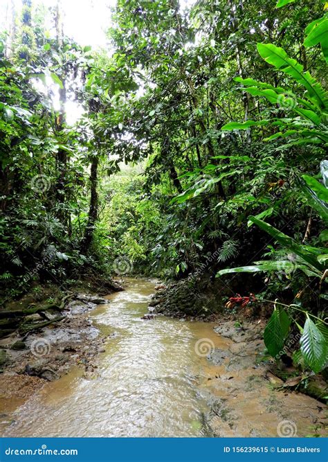 River Deep in the Amazon Rainforest, Ecuador Stock Image - Image of
