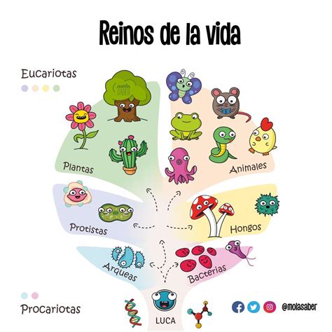 realiza un dibujo sobre el árbol filogenético de los cinco reinos de