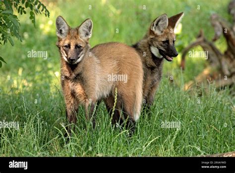 Young Maned Chrysocyon Brachyurus Wolfs Stock Photo Alamy
