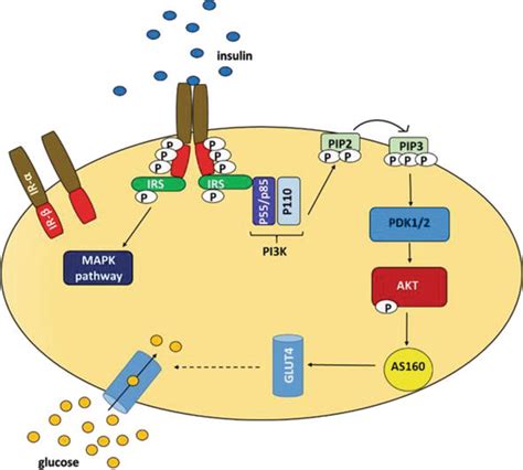 Role Of Pi3kakt Pathway In Insulin Mediated Glucose Uptake Intechopen