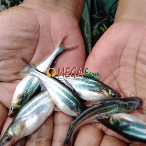 Grosir Bibit Ikan Patin Siam Super Dan Albino Murah Bergaransi