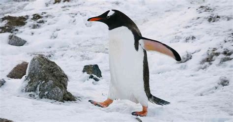 Penguin Behavior - AnimalBehaviorCorner