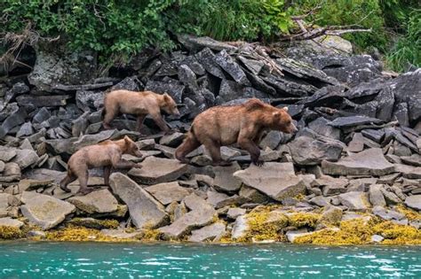 Picture of bears in Katmai National Park, Alaska Katmai National Park, Grand Canyon National ...