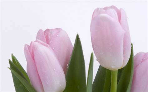 Tulip Wallpapers - Wallpaper Cave