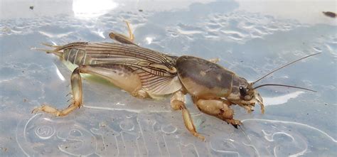 Медведка насекомое - 65 фото