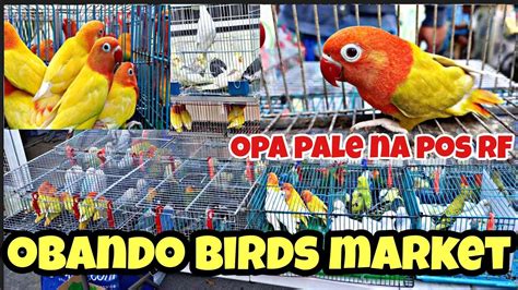 Obando Pet Market Green Opa Pale Na Post RF Ni Boss Marvin Decino