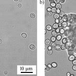 S Cerevisiae Cells Become Magnetic By Incorporation Of Fe O Into The