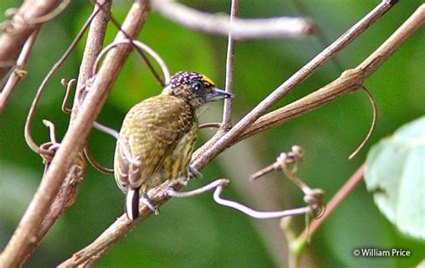 Bar Breasted Piculet Picumnus Aurifrons Peru Aves