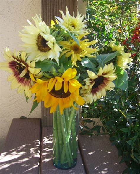 SS922D Sunflower Rainbow - SunflowerSelections.com