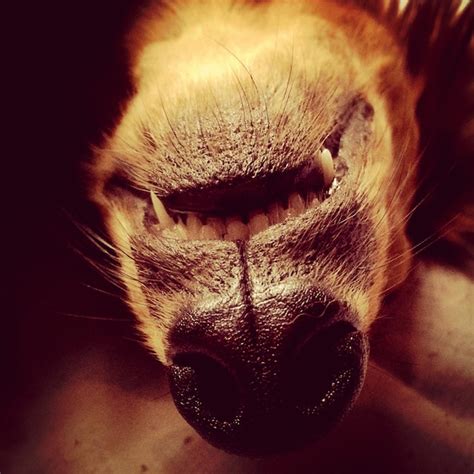 Premium Photo Upside Down Image Of Dog