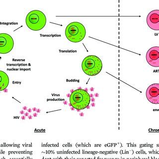 Schematic Representation Of The Hiv Replication Cycle In Cd T