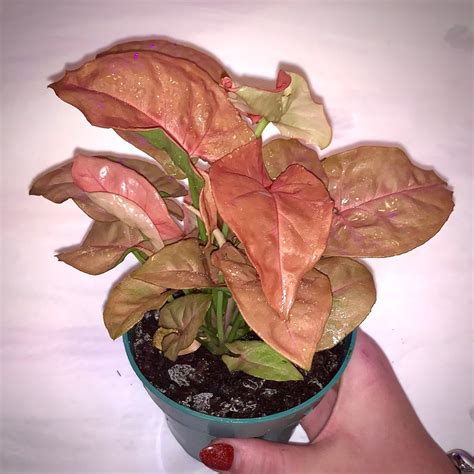 Rare Confetti And Pink Allusion Nephthytis Syngonium Etsy