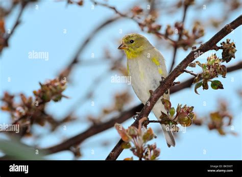 American Goldfinch Carduelis Tristis Perches In A Crabapple Tree