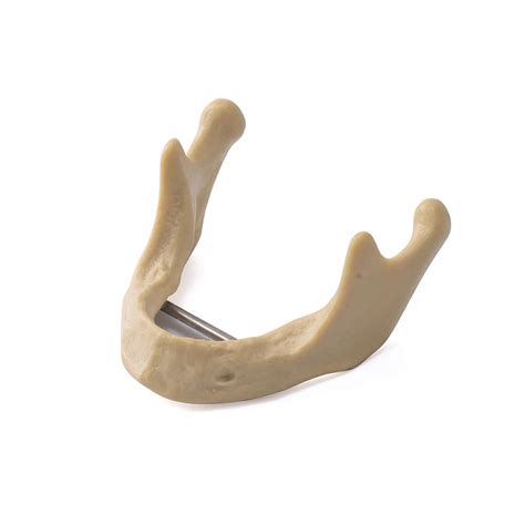 Buy Easyinsmile Dental Lower Jaw Teeth Study Model Anatomically Bone