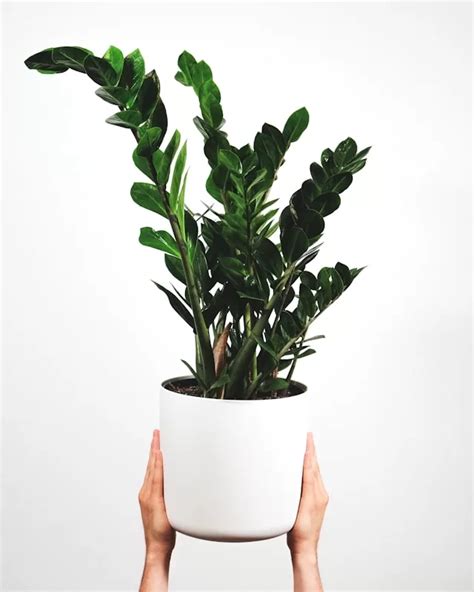 Indoor Plants For Air Conditioned Rooms Top Picks Care Tips