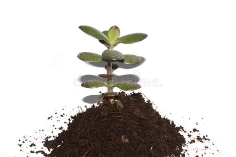 Cierre De Una Suculenta Planta De Dinero Que Crece En El Suelo Sobre