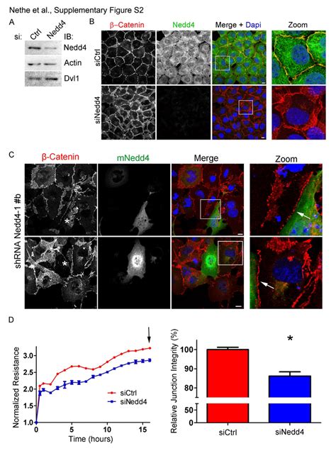 Fig. S2. Nedd4 regulates cell-cell junction and transepithelial ...