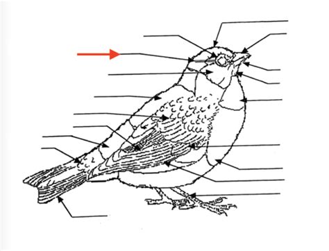 Pigeon Dissection Rat Dissection Bull Frog Anatomy Flashcards Quizlet