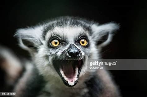 73 Happy Lemur Stock Photos, High-Res Pictures, and Images - Getty Images