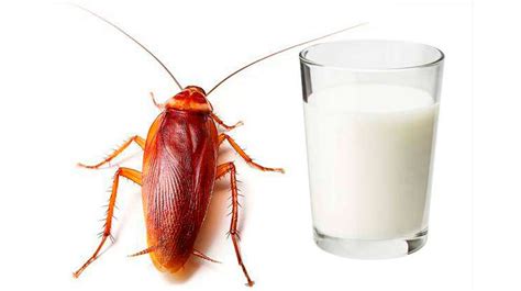 Las Claves De La Leche De Cucaracha El Superalimento Del Futuro