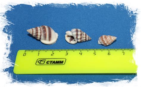 Коричневые морские ракушки для поделок. Купить