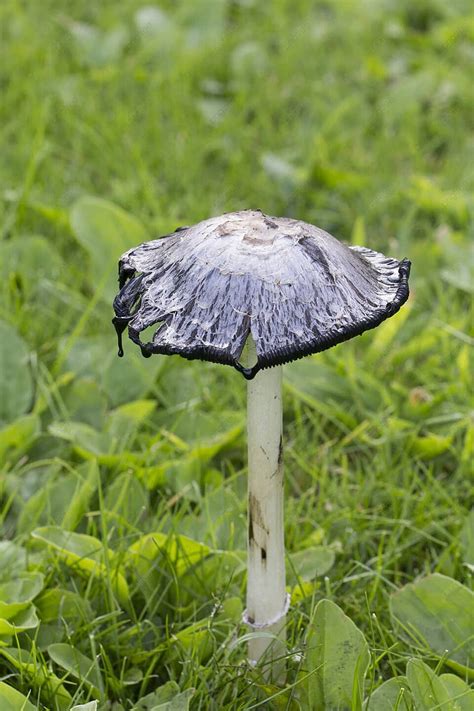 Umbrella Cap Background Images, HD Pictures and Wallpaper For Free ...