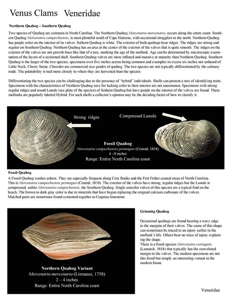 Shell Identification On Ocracoke Nc Beaches Ocracoke Observer