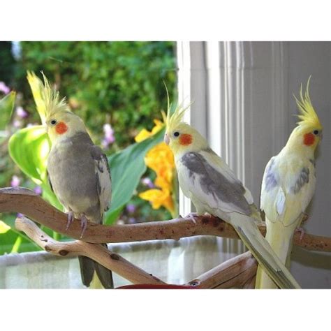 Корела Нимфа