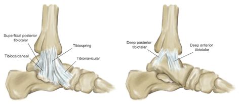 Medial Malleolus