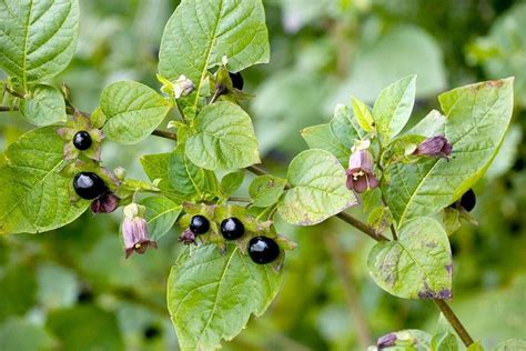 Belladone ATROPA Bella Donna Cerise Du Diable