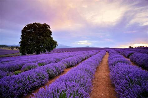 Tamar Valley Must See Places Tasmania