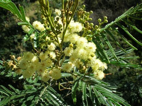 50 Black Wattle Tree Seeds acacia Mearnsii | Etsy