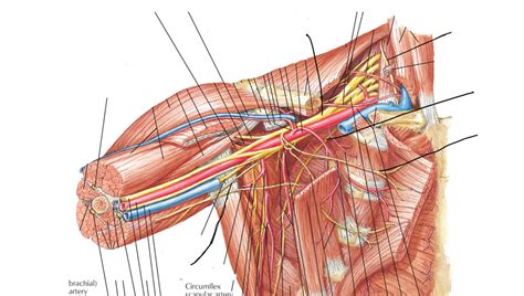 Plexo Braquial Esquema Netter Medical Artwork Plexus Products Porn