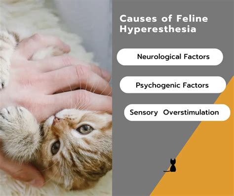 understanding feline hyperesthesia  twitchy cat syndrome kittyspout