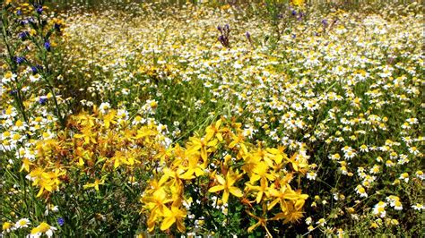 Зверобой. Правда об импотенции. - YouTube