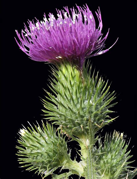 Agpest Scotch Thistle