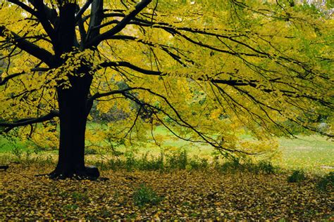 Central Park Fall Colors Larger Than Life Prints