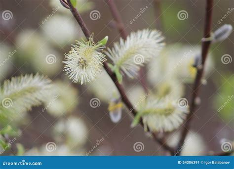 Spring Pussy Willow Stock Image Image Of Garden Blossom 54306391
