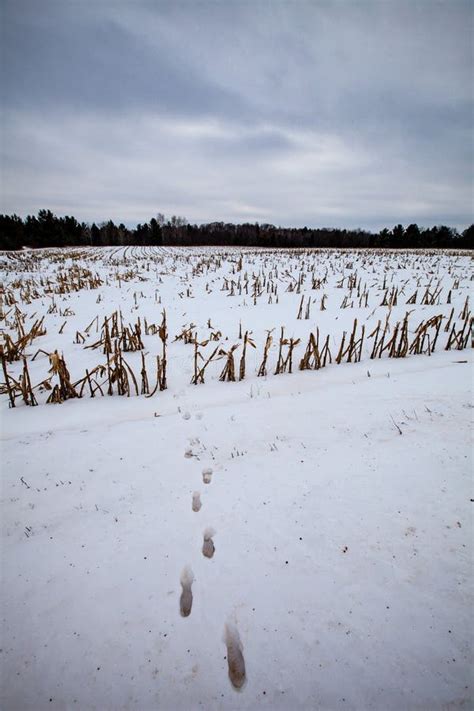 White Tailed Deer Tracks Coming Out Of A Farmers Cornfield In Wnter
