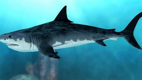 Megalodon Facts Habitat Diet Fossils Pictures