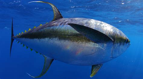 Underwater Shots Of Giant Yellowfin Tuna Fishtrackcom