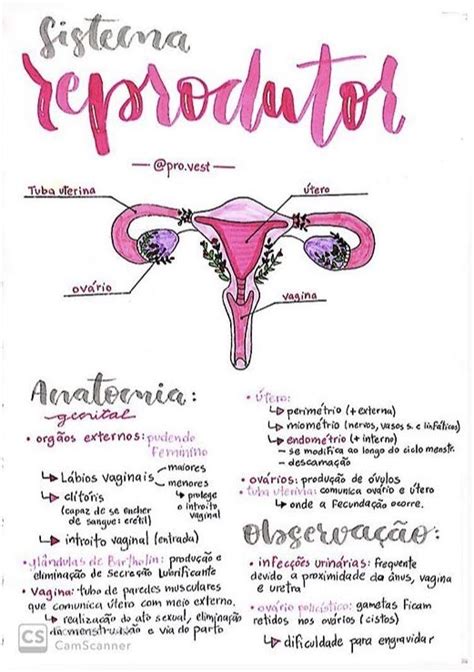 Pin De Ana Karla Em Fundamentos De Enfermagem Anatomia Dos Ossos