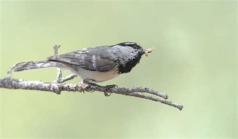 Do Birds eat Worms? - Birding Deport